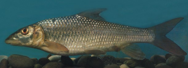 Harilik Lehthuul Folifer Brevifilis Kalapeedia